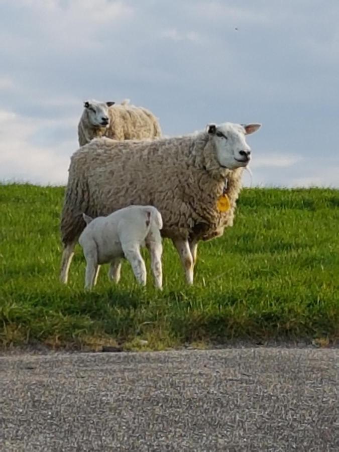Апартаменты "Het Steechje" In Ie Bij Schiermonnikoog En Ameland Эе Экстерьер фото